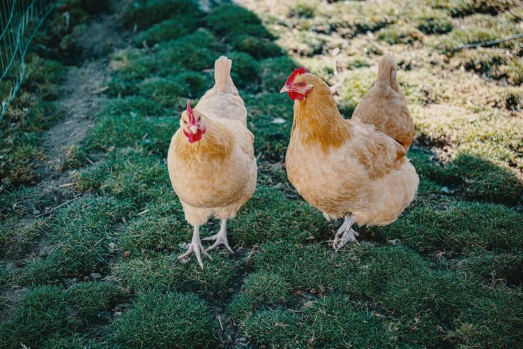 Preventie vogelgriep: risico’s beperken in de werkomgeving